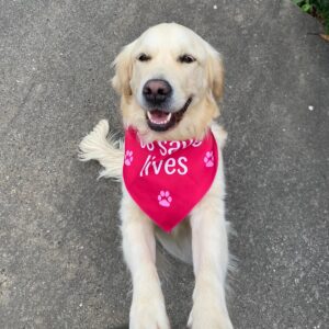 doggie bandanna