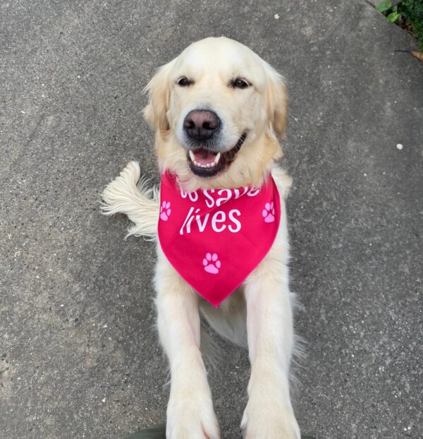 doggie bandanna