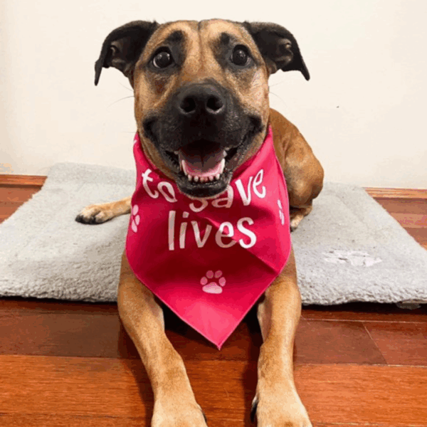 doggie bandanna - image 2