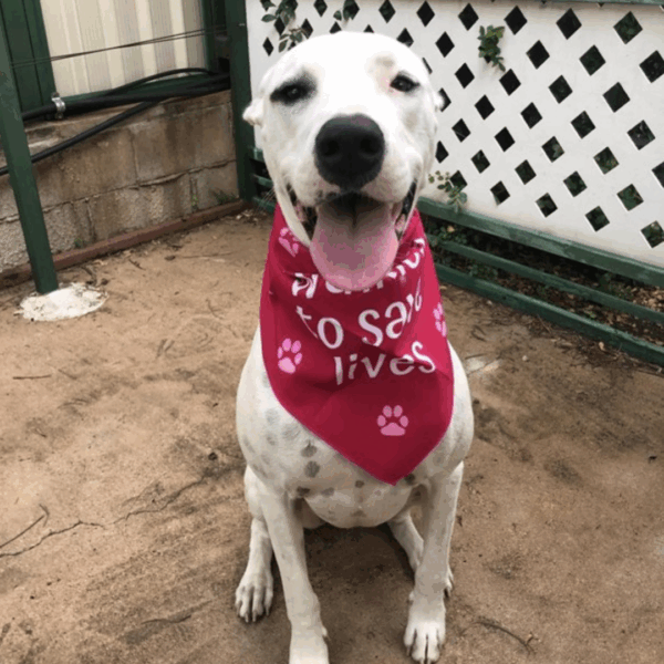 doggie bandanna - image 4